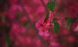 总是假装快乐的星座，即使不开心，也会硬撑着