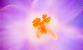 抽一张牌，看看你最近的事业运势如何？