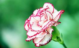 Pandora占星小巫2022年6月星座运势