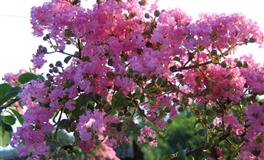 6月，事业顺风顺水的星座