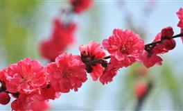 羲邑师姐生肖鸡一周运势(6.6-6.12)