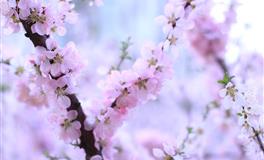 董易林生肖龙农历五月份运程