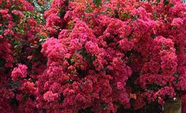 竹猫星球天秤座一周塔罗运势（7.11-7.17）