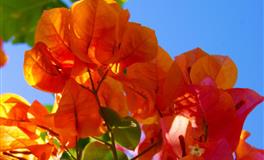 相处越久，越捉摸不透的星座