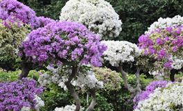 强迫症最严重的3星座，万事追求完美，容不得有一丁点瑕疵！