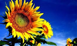 郑博士下周财运大旺的几大属相（7.11-7.17）