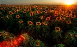 性格孤傲注定无法“征服”的星座，吃软不吃硬，越强求越反抗