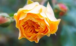 苏珊米勒每日运势2022年7月19日