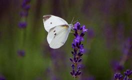 2022下半年多行星逆行，十二星座应对心法