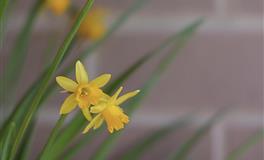 羲邑师姐生肖猪一周运势(7.11-7.17)