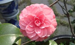 这三大星座野心极大，不甘寄人篱下，誓要闯出一片天！