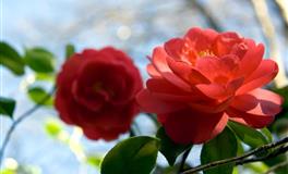 杀破狼天秤座一周运势(7.11-7.17)