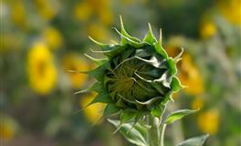 说话直来直去不过脑子，容易得罪人的三大星座