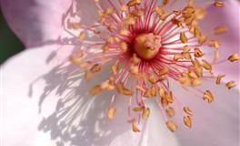 苏珊米勒一周星座运势（7.11-7.17）