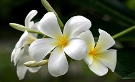 命盘藏有金桃花！4命格爱对人还能旺财