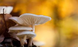 郑博士一周情缘桃花大旺的属相（7.25-7.31）