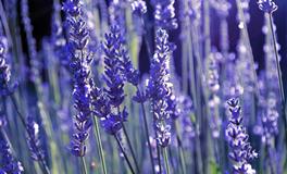 曝光四大血型君的秘密怪癖