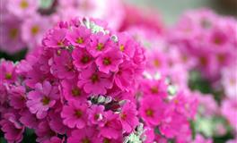 2022年7月事业运节节高升的星座