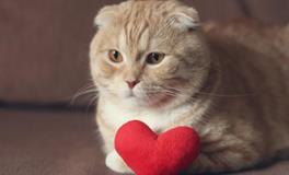 告白占卜：你在夏天的【恋爱对象】是什么星座与特质？