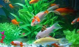 这几个生肖适合养鱼，可旺家宅