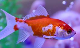 不宜养鱼的四个生肖，哪些属相不适合养鱼