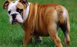 1958年属狗的五行属什么，是什么命？