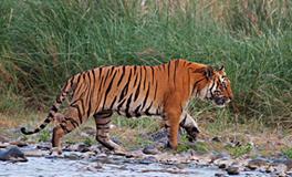 1986年属虎的五行属什么，是什么命？