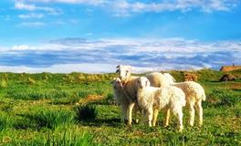 1991年属羊的五行属什么，是什么命？