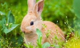 1999年属兔的五行属什么，是什么命？