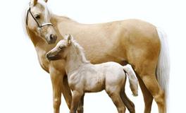 2026年属马的五行属什么，是什么命？