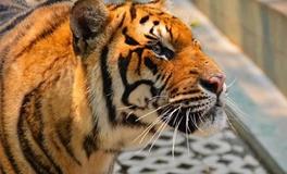 属虎的2024年有三喜，2024年属虎人有哪三大喜事