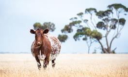 2024破太岁会有什么灾属牛，如何化解