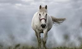 1978年属马女在2024年运势如何