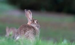 属兔的2024年几月结婚最好，属兔结婚最好的月份