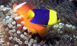 属蛇人养几条鱼最好，如何提升财运