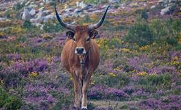 1961年属牛是金命还是土命，晚年需要注意什么
