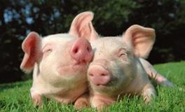 1983生肖猪命里有几个孩子