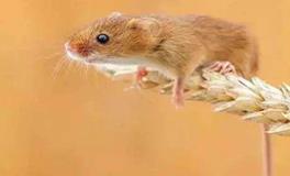 属鼠的名人和明星