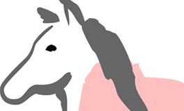 属马的女人花心吗