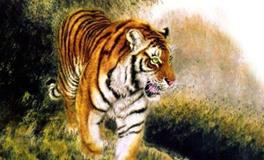 属虎人和什么属相最配