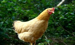 属鸡男人喜欢什么样的女人