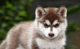 属狗的年份有哪些