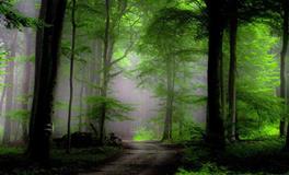 属猴的人最怕什么生肖