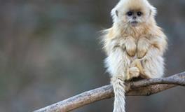 属猴人的幸运数字