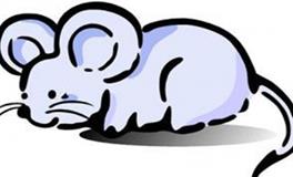 属鼠人最倒霉的年份