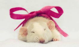 2008属鼠女年出生命运