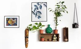 客厅摆放植物有哪些风水的宜忌