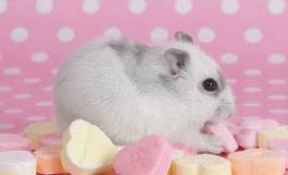 1996年属鼠人24岁结婚合适吗