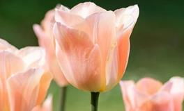 1987年属兔37岁后财运，1987年属兔人未来财运如何