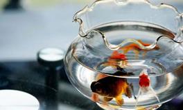 风水学镇宅宝物鱼缸，五帝钱详解